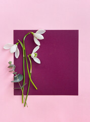 White snowdrops with green eucalyptus leaves and branch on a dark pink paper card with space for text and pink paper background. Top view, flat lay