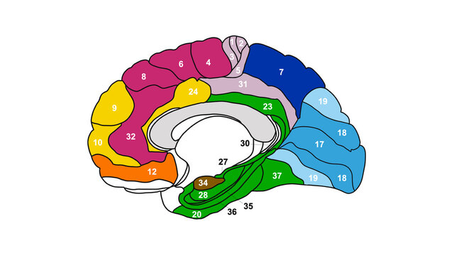 Brain Brodmann area region of the cerebral cortex with numbers on white background