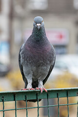 Pigeon Sleeping on a Metal Fence in the Public Park. Focus of Pigeon cling on Iron rail in park with city Background