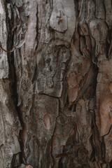 Tree bark texture
