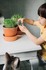 Young cress sprouts in ceramic pot are watered by small child. Real kid learning to grow plants at...