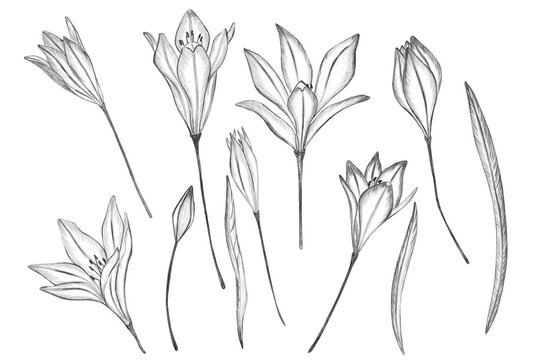 Flowers, branches, leaves of brodiaea. Botanical elements isolated on white background. Plants are drawn by hand in pencil. Vintage style. Design for postcards, clothing, logo, template, print.