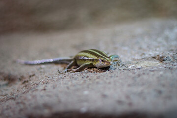 Trachylepis margaritifera basks on a sandy bed and looks curiously at the newcomer. Rainbow skink on a rock. Detail of a species of lizard Trachylepis margaritifera