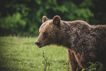 Fototapeta premium Shot of a brown bear in the Carpathian mountains