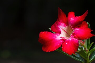 Obraz premium Adenium, also known as desert rose, is a beautiful flowering plant, the dogbane family Apocynacea
