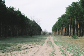 Spring forest landscape. Road in the forest. 