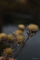 suchy kwiat © Sebastian