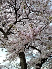 cherry blossom tree