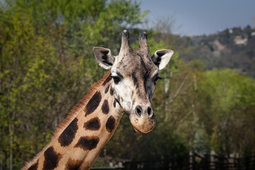 Portrait of a specific face of a polka dot animal with small horns, Giraffa camelopardalis rothschildi. A fun expression of Rothschild's giraffe