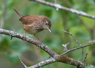 House Wren