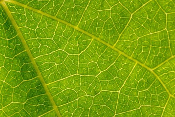 Cyclea barbata Myers or cincau leaf veins in shallow focus
