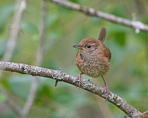Young House Wren
