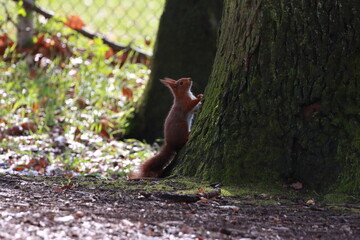 kleines Eichhörnchen © marnag