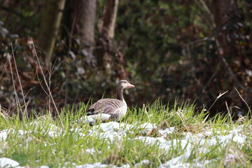 Graugans auf schneebedeckter Wiese
