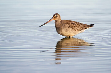 Juvenile Hudsonian Godwit