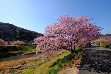 南伊豆の河津桜