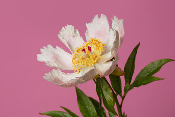 Naklejka na ściany i meble Delicate pale pink simple peony flower a isolated on a pink background.