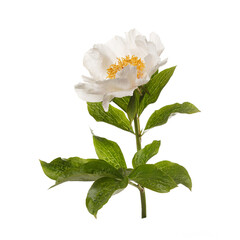Delicate pale simple peony flower isolated on white background.