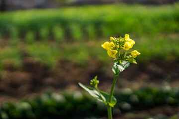 the flowers in the field