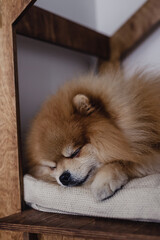 Little Pomeranian puppy sleeping on a cushion in a wooden diy dog house. Family happy pet concept.
