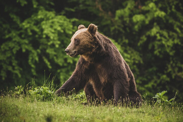 Shot of a brown bear in the Carpathian mountains