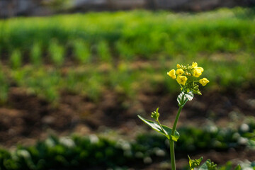 the flowers in the field