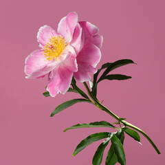Beautiful pink peony flower with yellow center isolated on pink background.