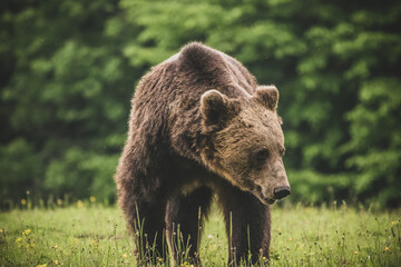 Shot of a brown bear in the Carpathian mountains