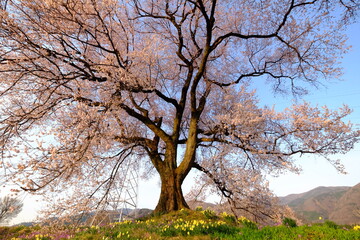 Fototapeta na wymiar わに塚の桜