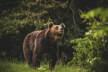 Shot of a brown bear in the Carpathian mountains