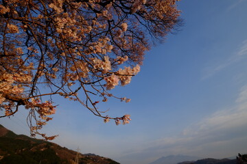 朝日に照らされる桜の花