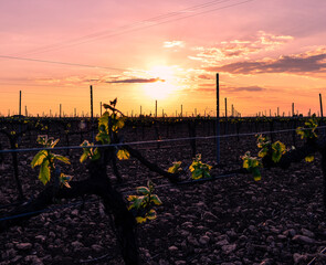 dusk in a vineyard in La mancha. Purple skies with clouds