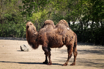 Bactrian camels family walks around their paddock and thinks about various activities. domestic...