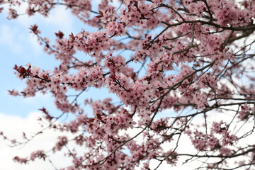 Beautiful cherry tree blossom in the spring