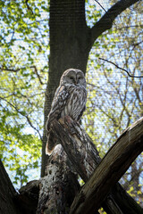 very rare portrait of the nocturnal bird Ural owl, which sits on the highest possible step and watches what is happening below it. Strix uralensis is a large nocturnal owl
