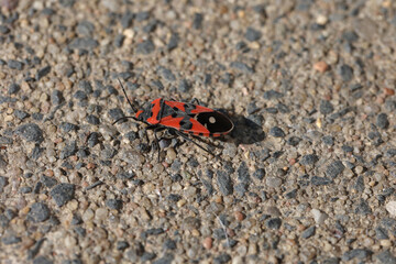 Pyrrhocoris apterus on a ground on sunny day