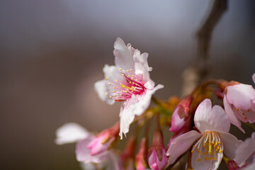 梅の花の近影