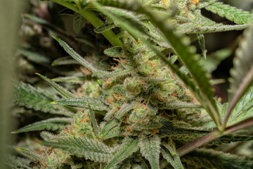 Detail of a White Widow Cannabis plant