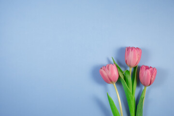 Pink tulips flowers on blue background. Card for Mothers day, 8 March, Happy Easter, Valentines Day, Birthday.