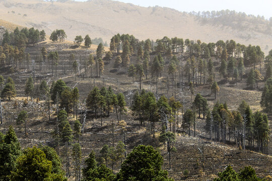 despu&eacute;s del incendio forestal en un bosque de altura de pino