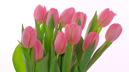 Pink greeting card for Mothers day, Women's Day, 8 March with Pink tulips flowers on white background.