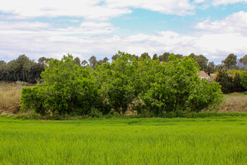 Lonely tree
