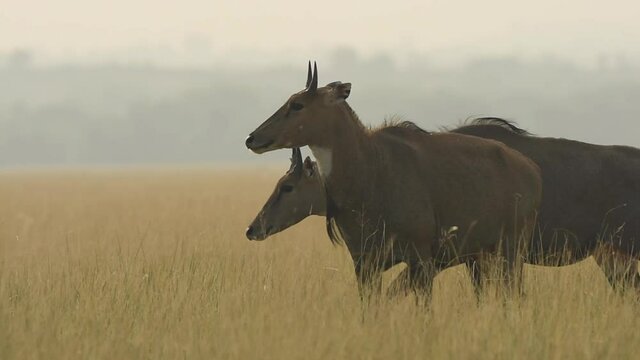 Funny wildlife incident or moment Full shot of male nilgai or blue bull or Boselaphus tragocamelus peeing and other male blue bull crossed him in grassland of tal chhapar sanctuary rajasthan india