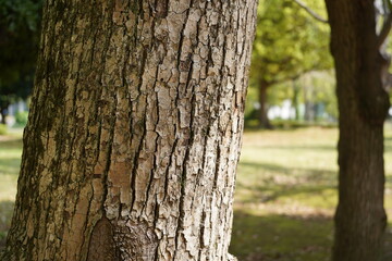 Obraz premium tree in the park 3