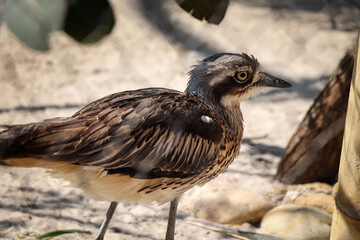 Closeup of the eye of a bush stone-curlew running around its paddock. Proudly erect head of Burhinus grallarius in the wild. Burhinus magnirostris a very endangered species