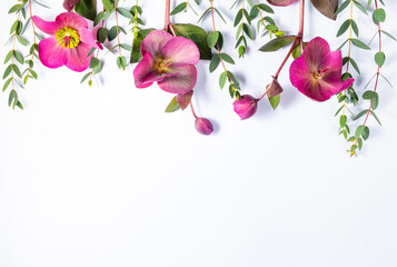 Floral frame against white background. Flat lay, top view, copy space. Hellebore flowers and eucalyptus branches.