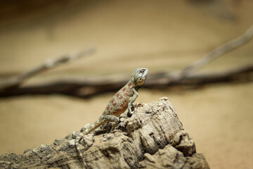 Rapelus sanguinolentus stands on a rock and looks down at its species. Hermit. back is gray-brown lying on a raised rock and warming up. Lizard with red eyes, a thick tail, and spiked jowls