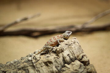 Rapelus sanguinolentus stands on a rock and looks down at its species. Hermit. back is gray-brown...