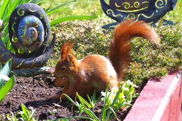 Eichhörnchen