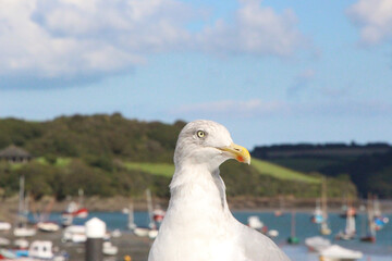 Gull hunting for chips in the wild 